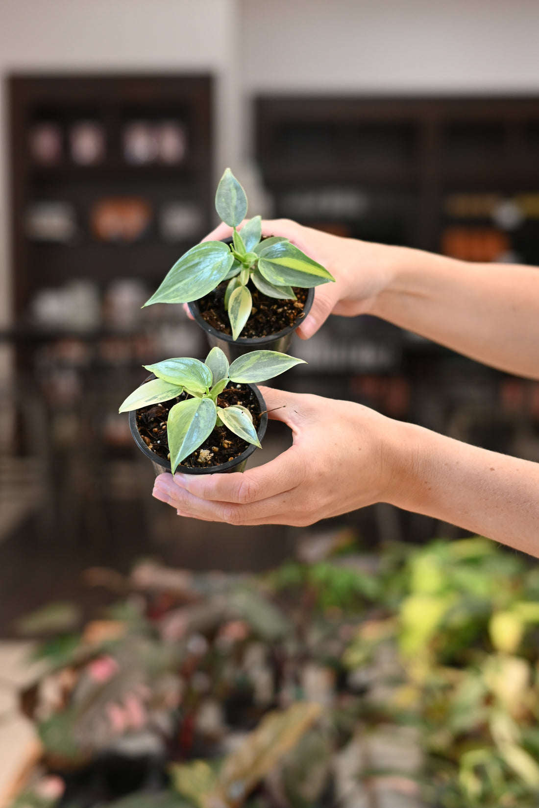 Philodendron Variegated Silver Sword
