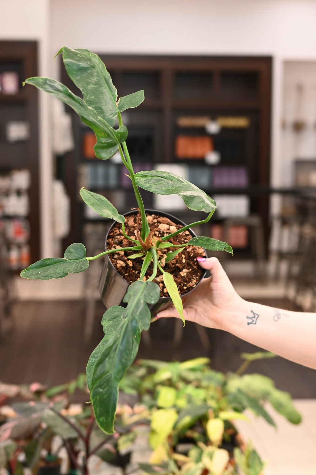 Philodendron Golden Dragon