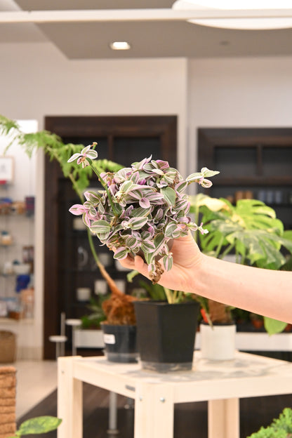 Tradescantia Nanouk