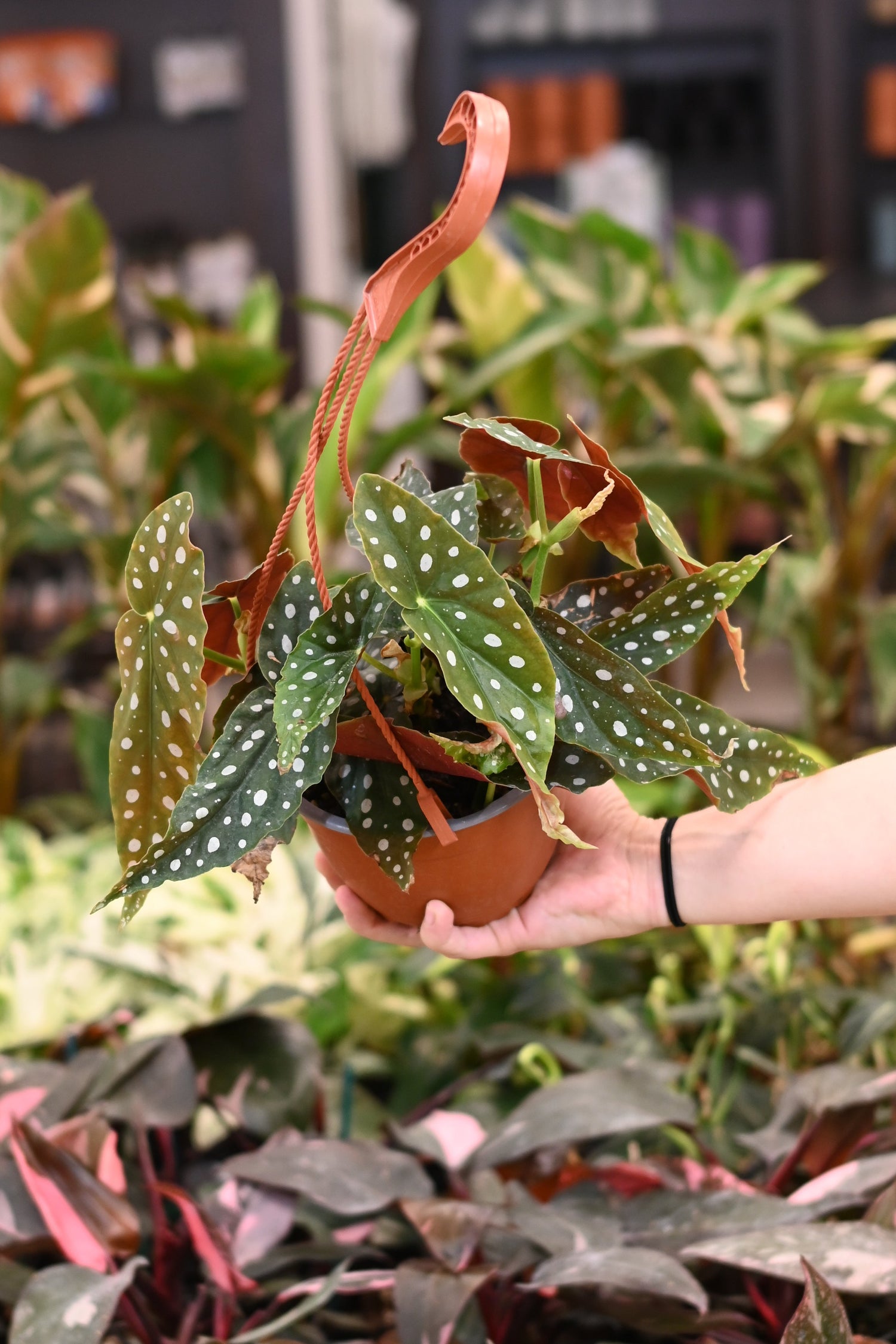 Begonia Maculata