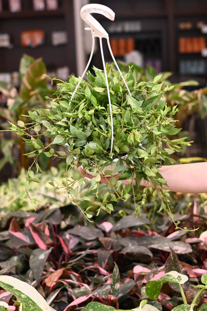 Hoya Lacunosa Mint