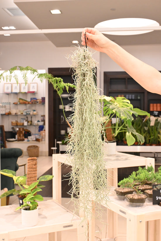 Spanish Moss