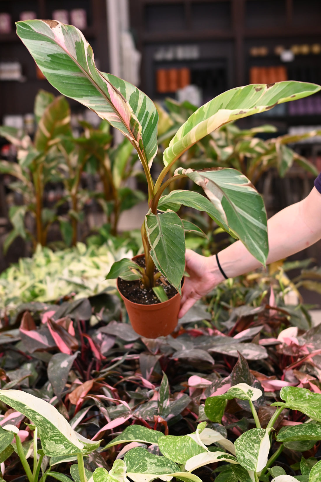 Musa Nono - Pink Variegated Banana