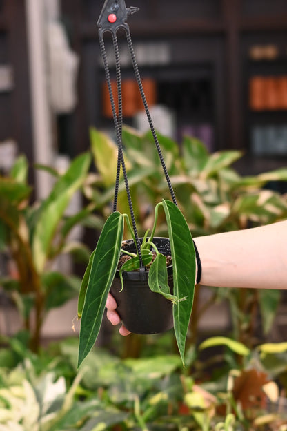 Anthurium Warocqueanum