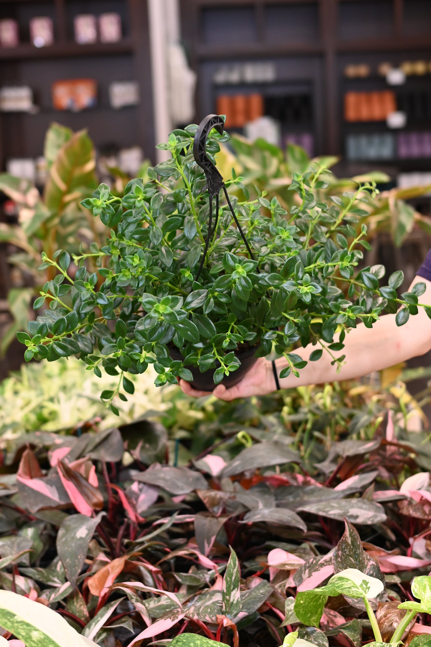 Nematanthus &