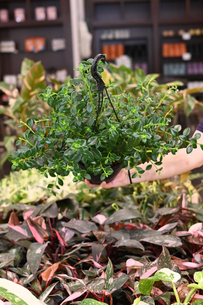 Nematanthus &