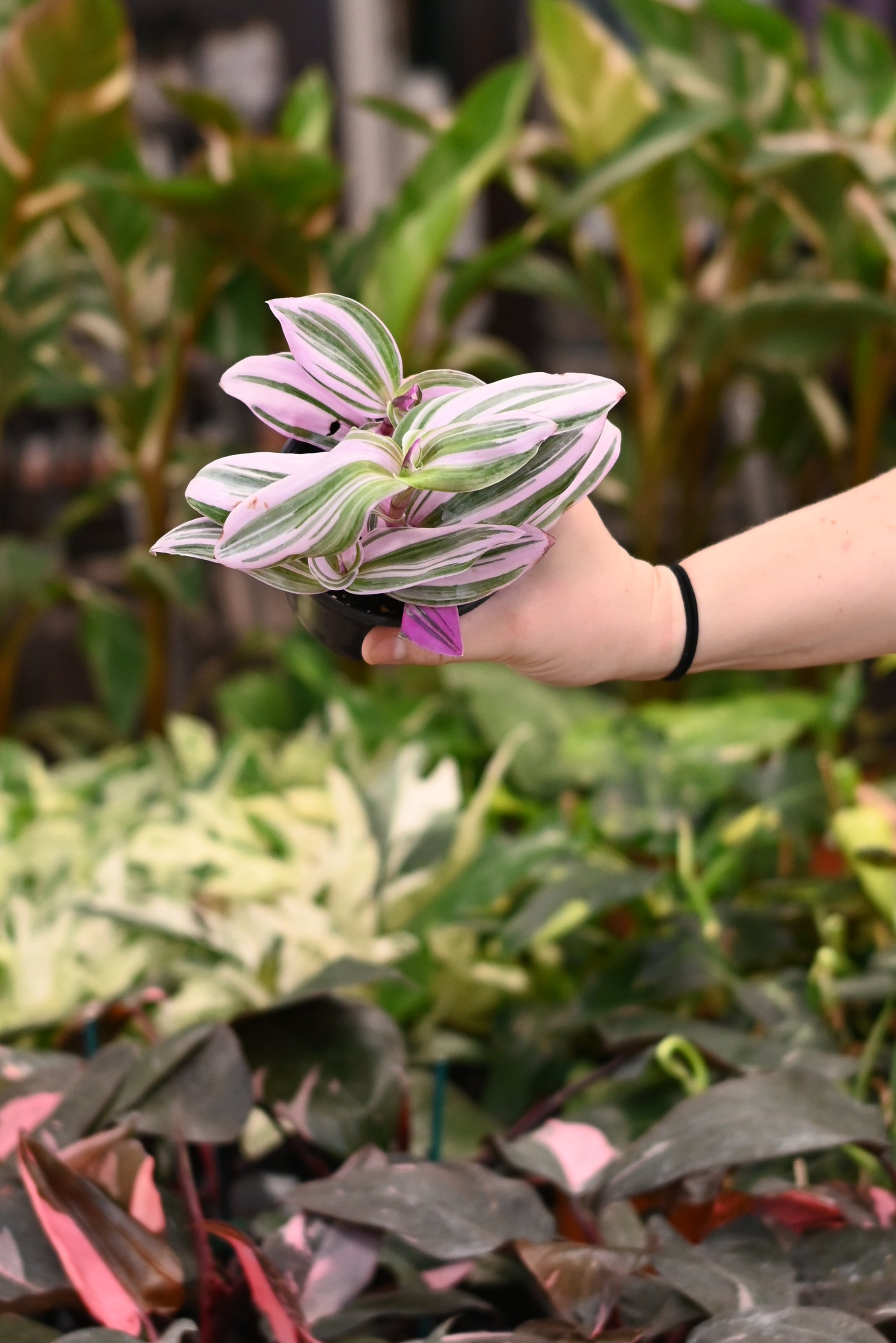 Tradescantia Nanouk