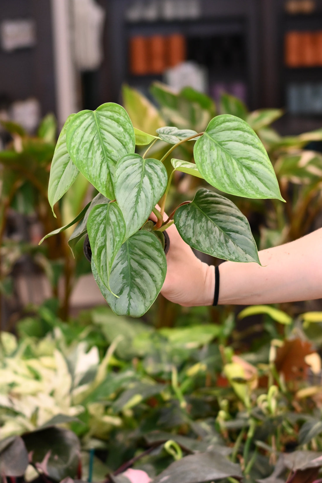 Philodendron Sodiroi