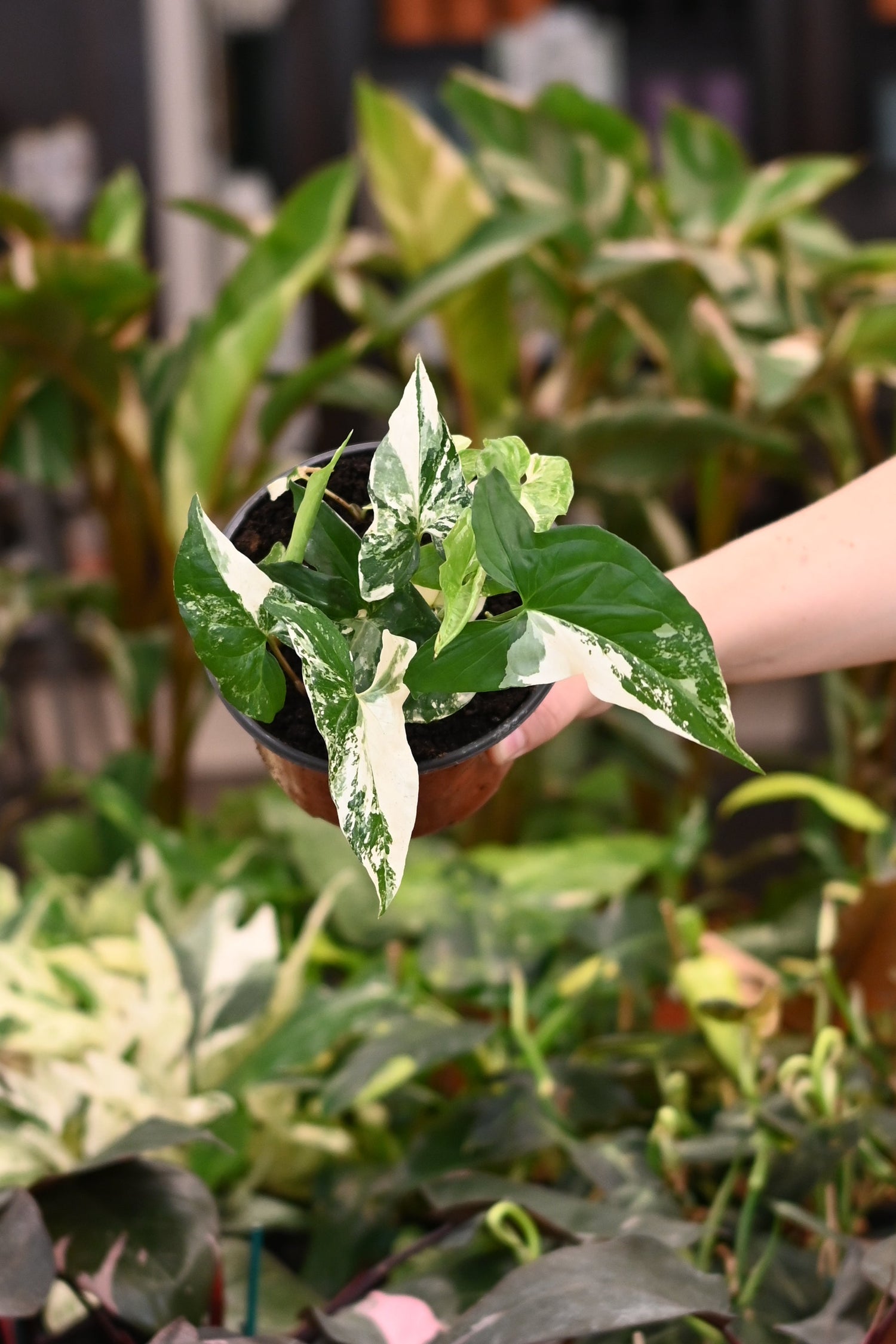 Syngonium Albo