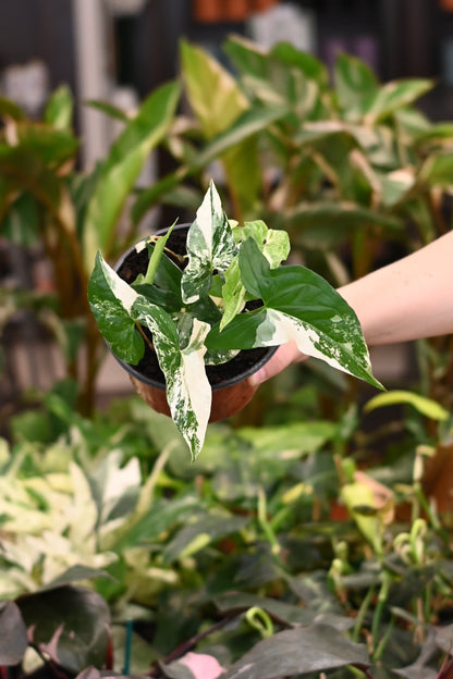 Syngonium Albo