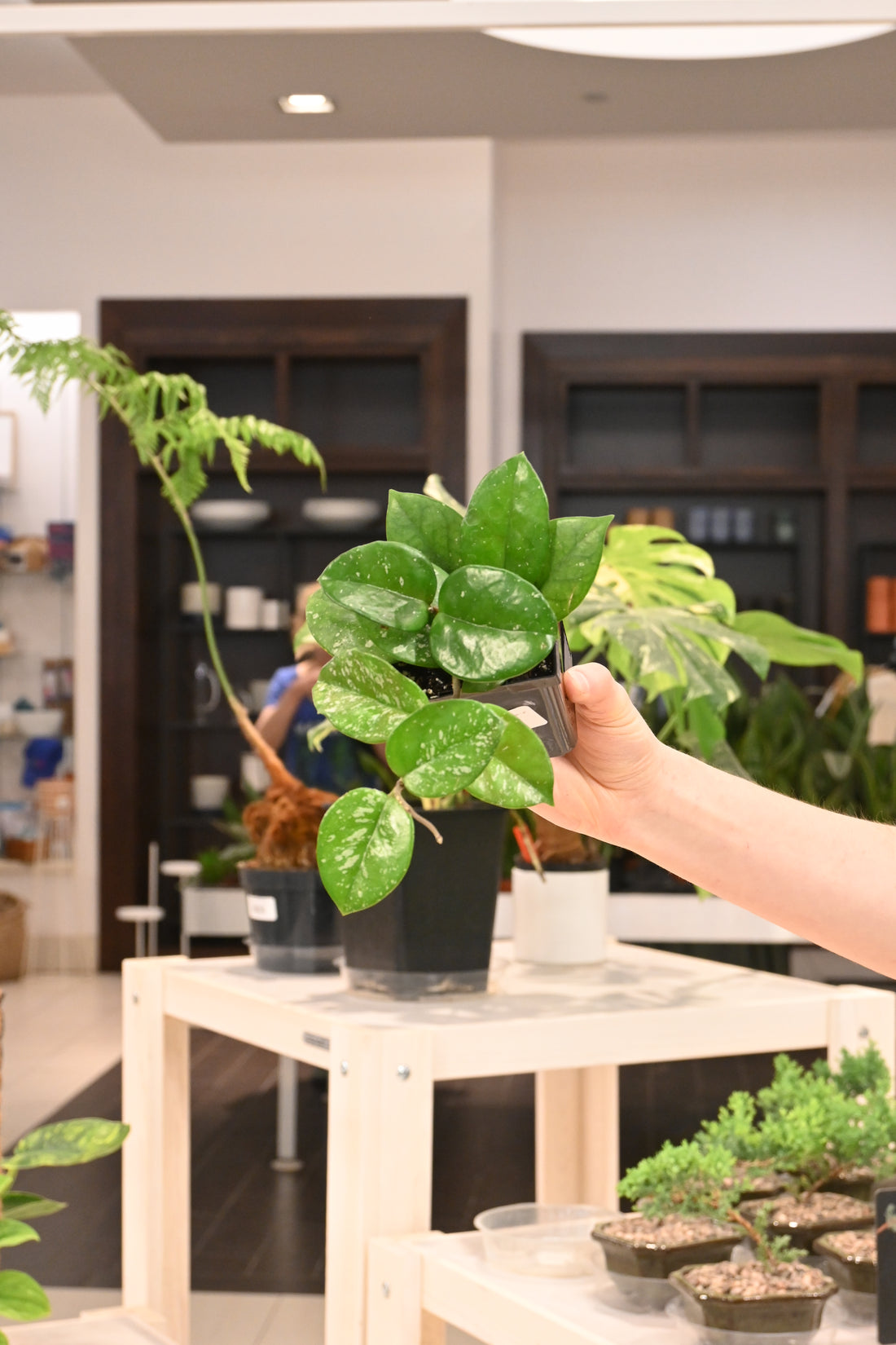 Hoya Carnosa Freckled Splash