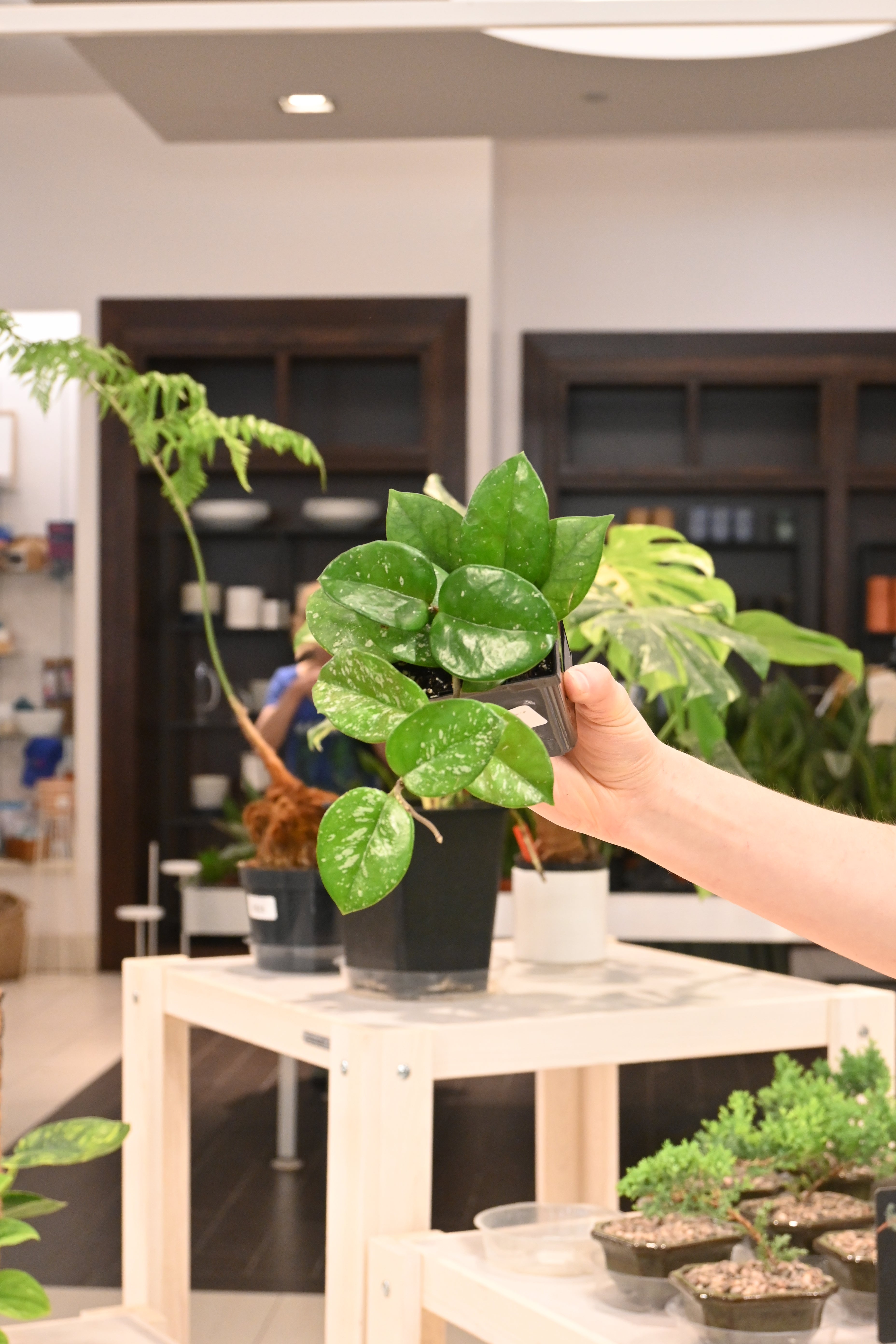 Hoya Carnosa Freckled Splash