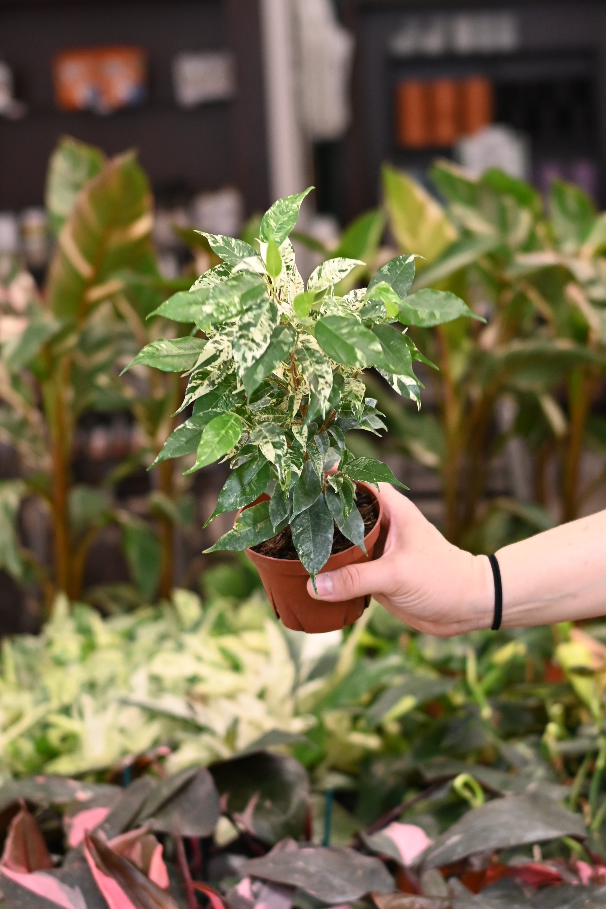 Ficus El Dorado