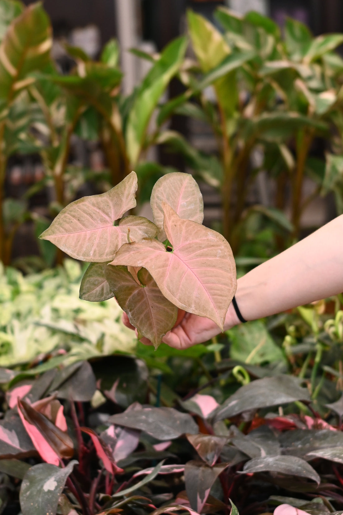 Syngonium StrawberryCream