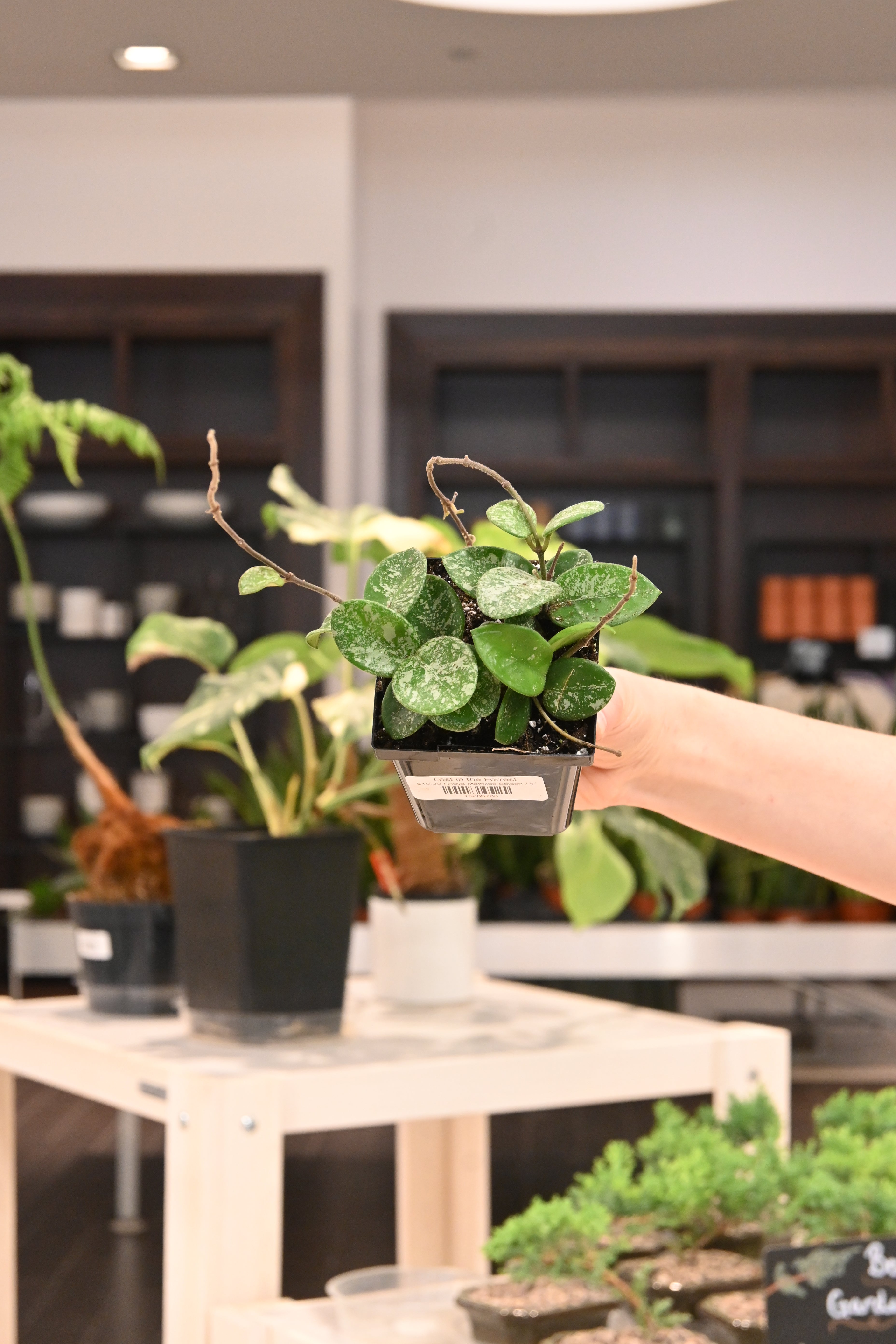 Hoya Mathilde Splash