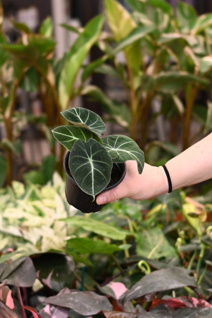 Alocasia Black Velvet