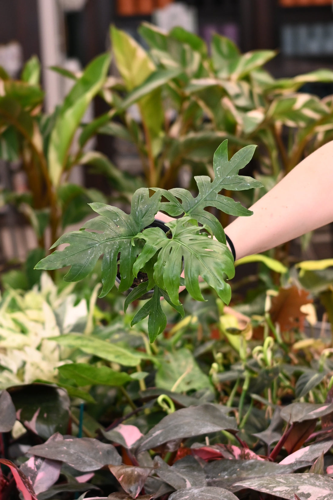 Alocasia Brancifolia