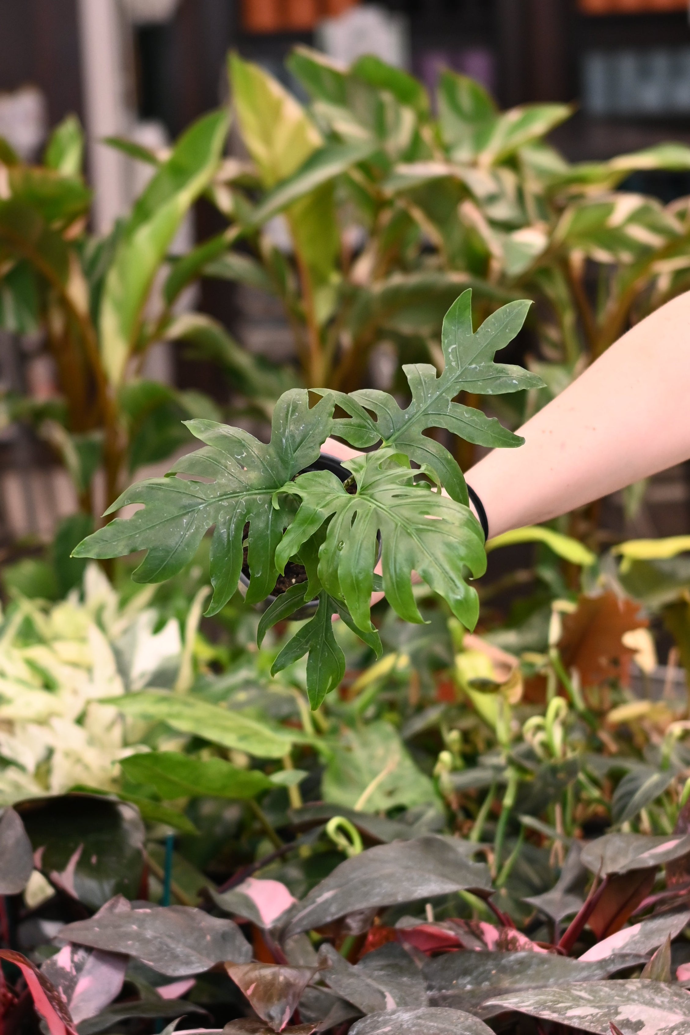 Alocasia Brancifolia