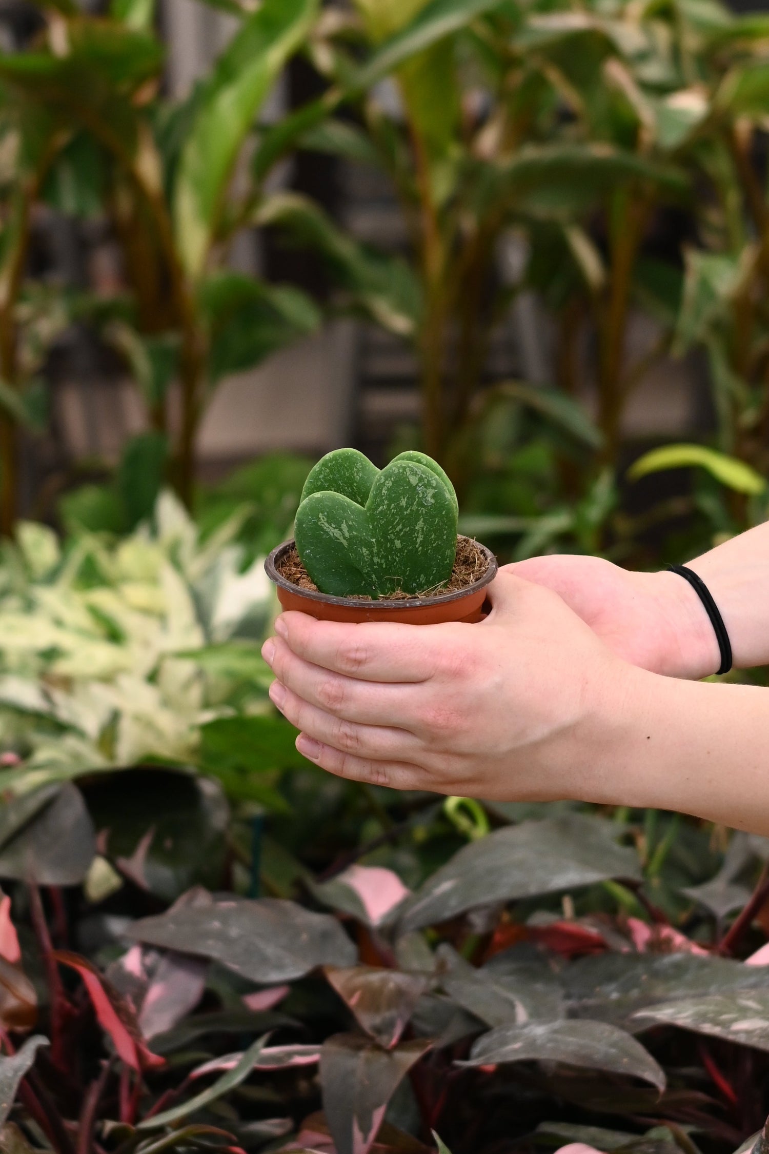 Hoya Kerrii Splash