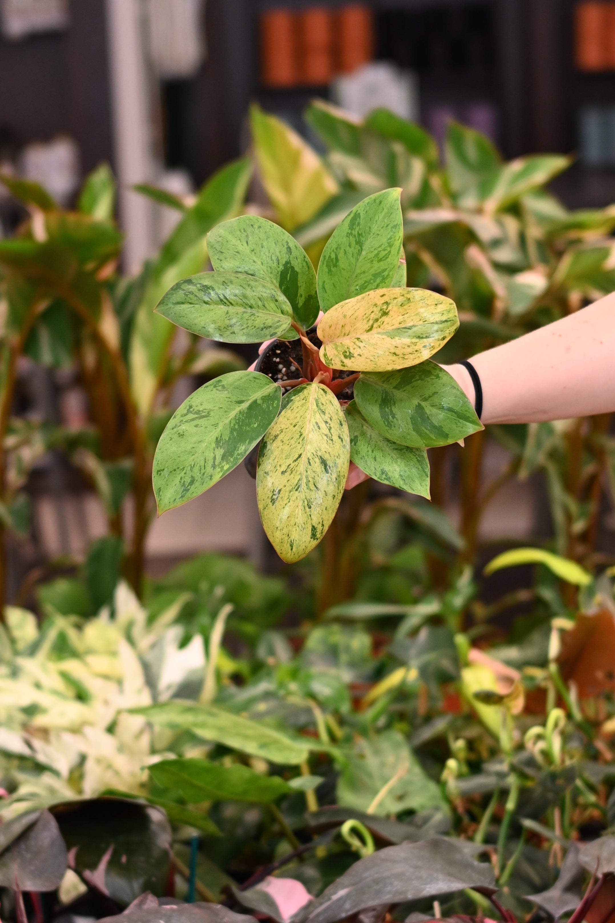 Philodendron Congo Mint Marble