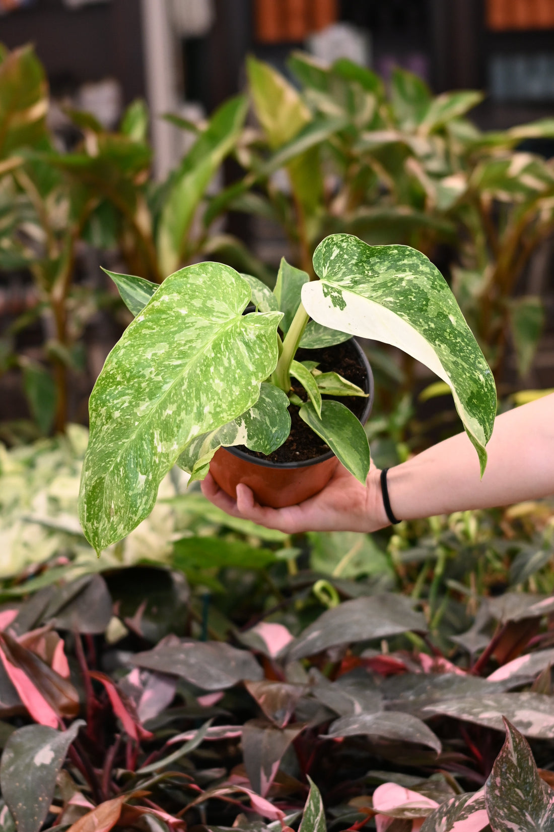 Philodendron Jose Buono