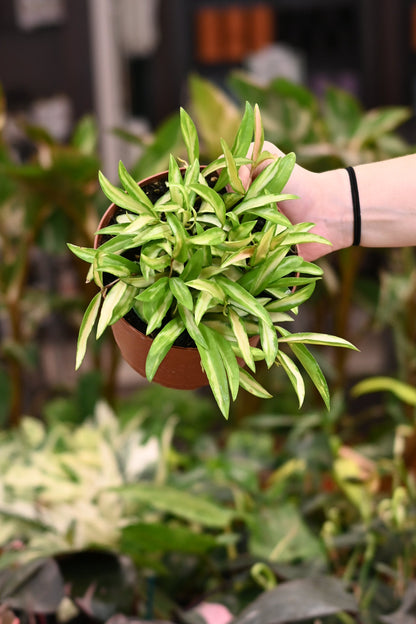 Hoya Wayetii Variegated