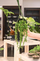 String of Pearls