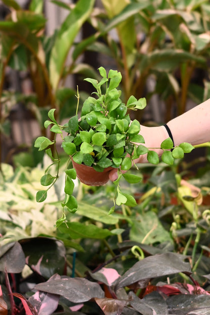 Hoya Heuschkeliana Green