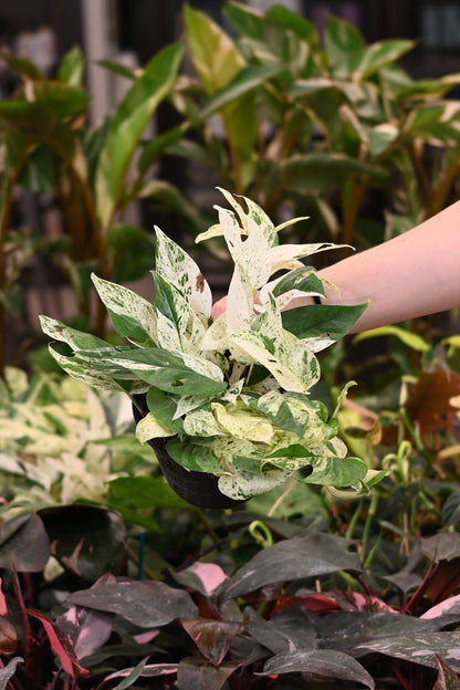 Epipremnum Pinnatum Marble