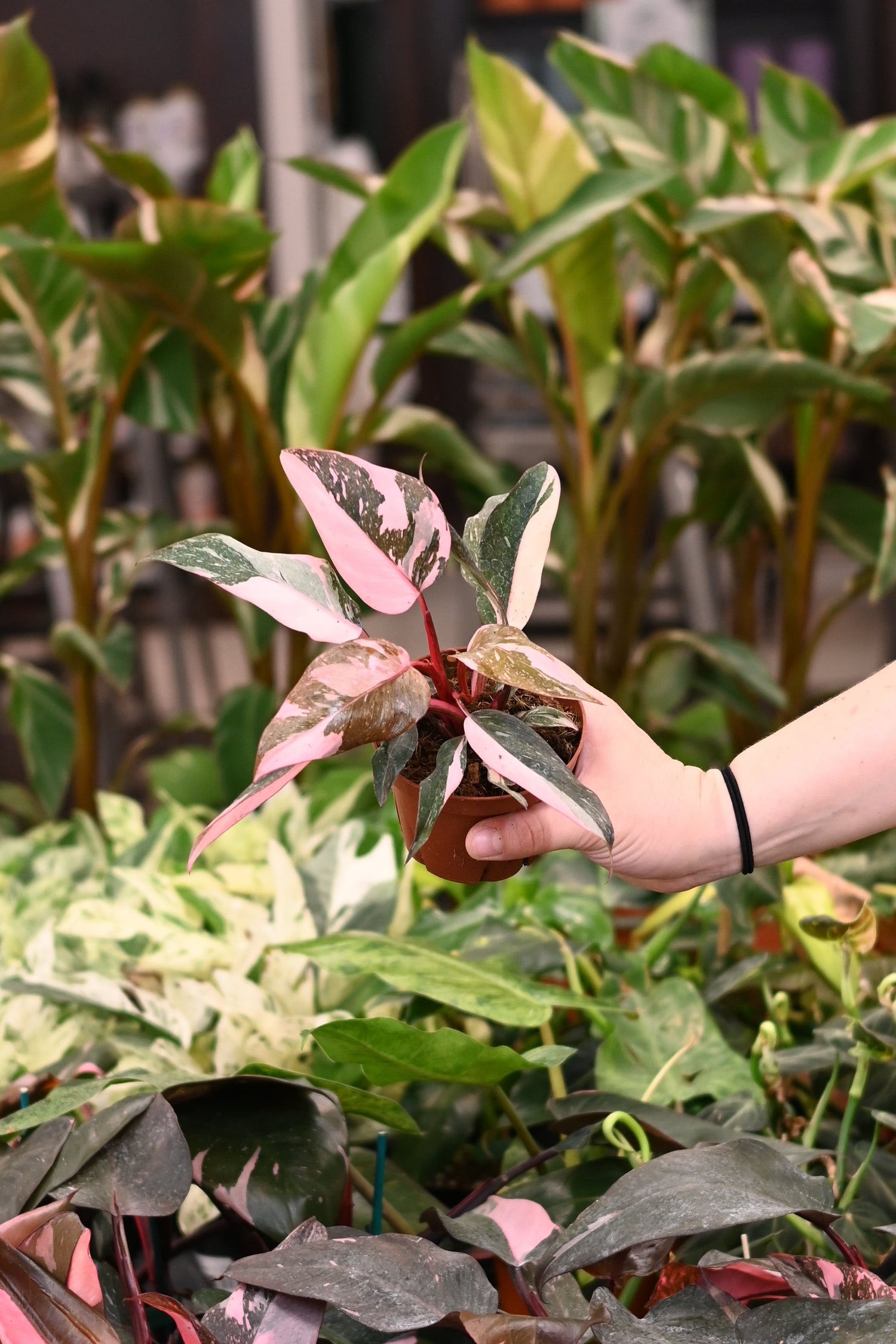 Philodendron Pink Princess