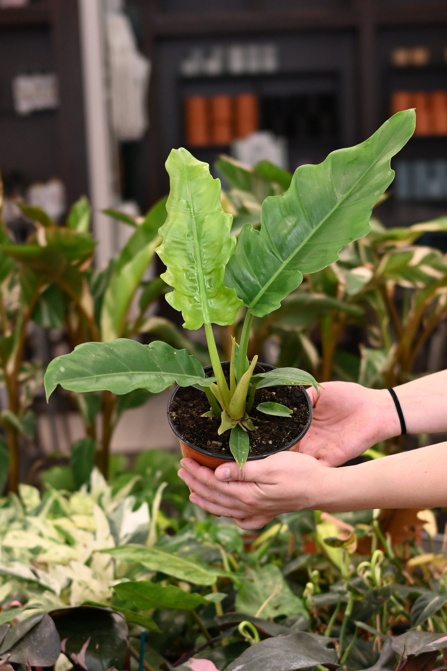 Philodendron Jungle Boogie