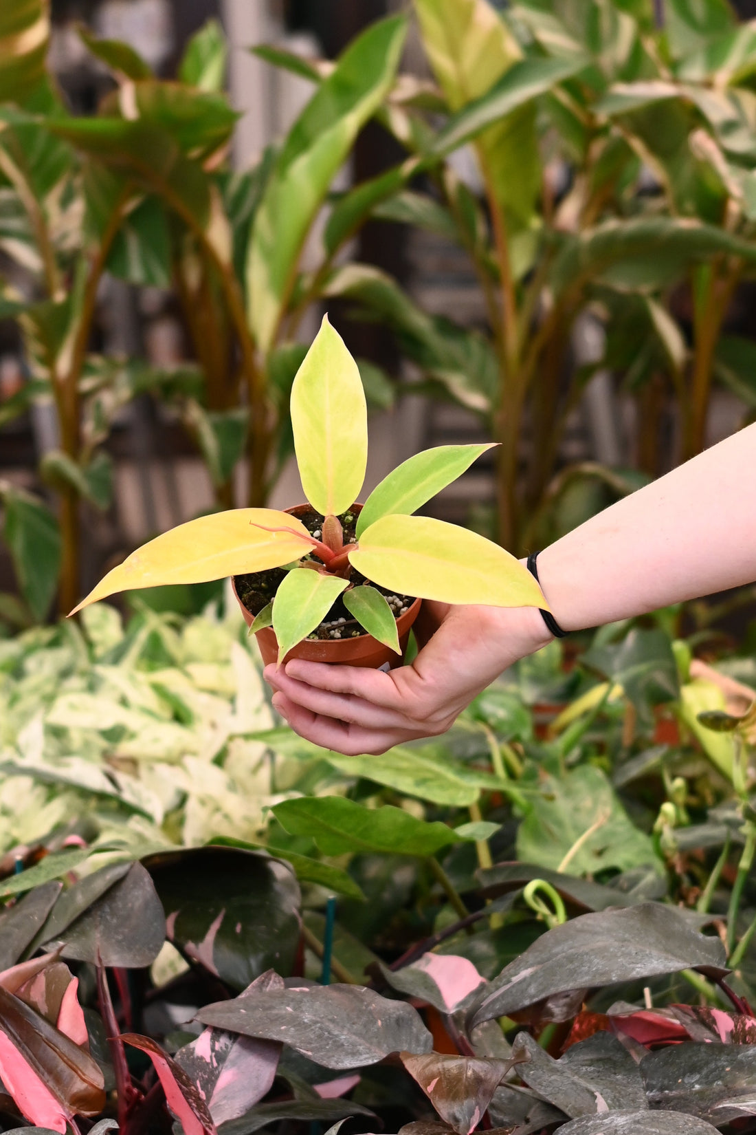 Philodendron Prince of Orange