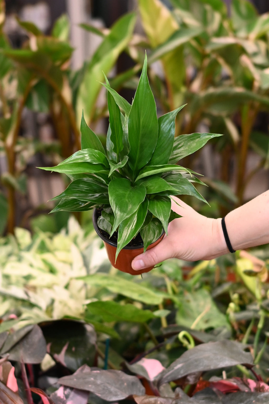 Spathiphyllum