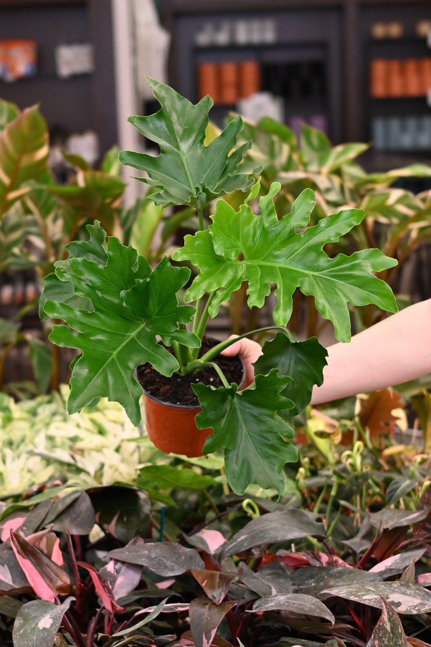 Philodendron Lickety Split