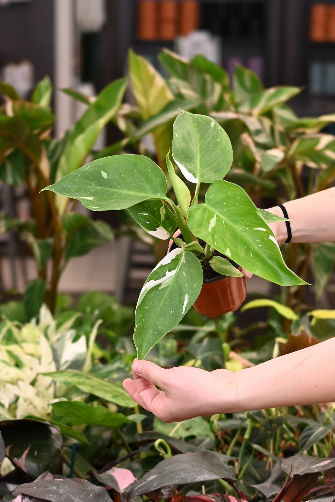 Philodendron White Princess