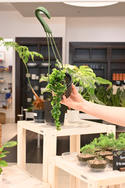 curly indoor plant Curly Rasta Lipstick Plant – Lost in the Forrest