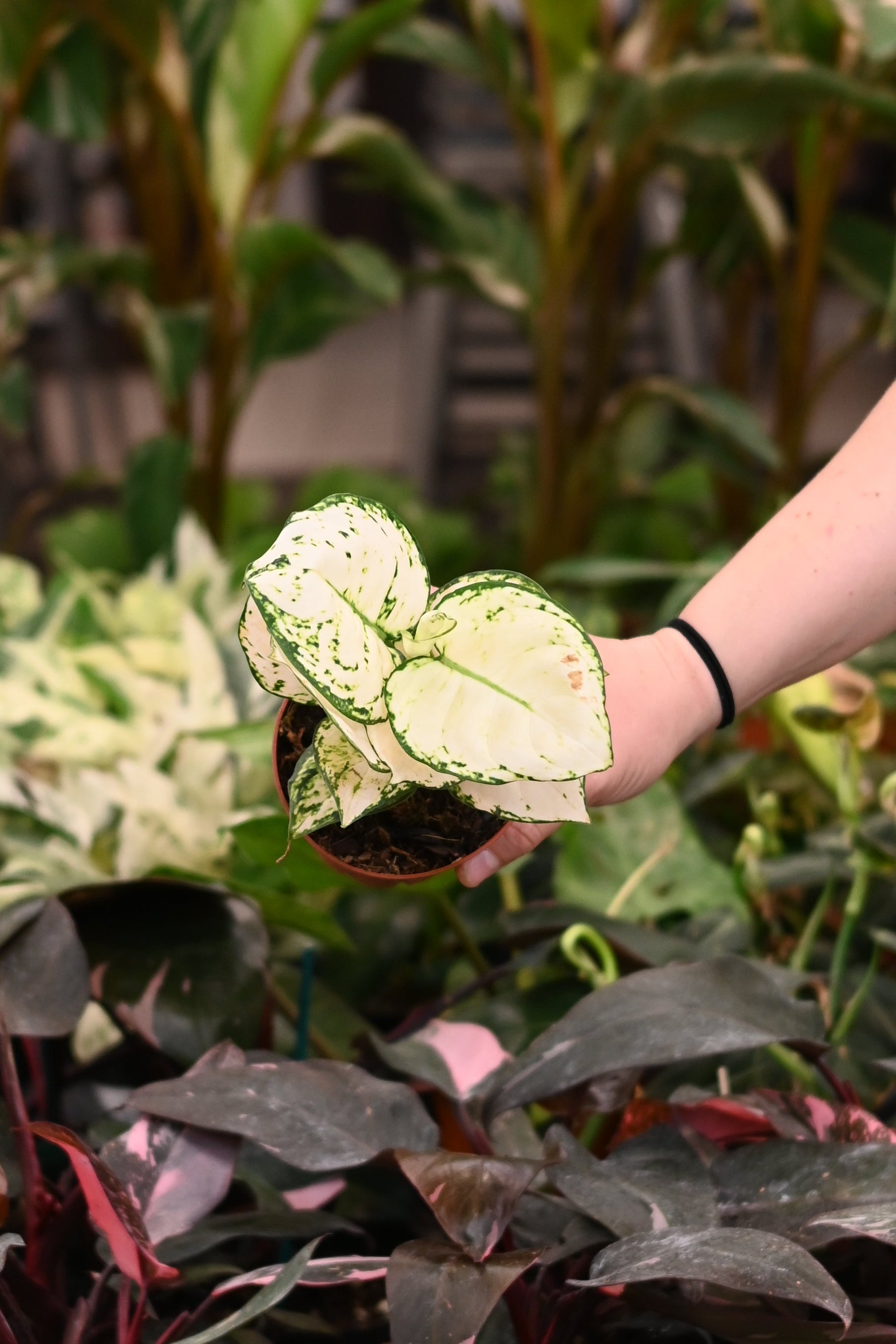 Aglaonema Super White