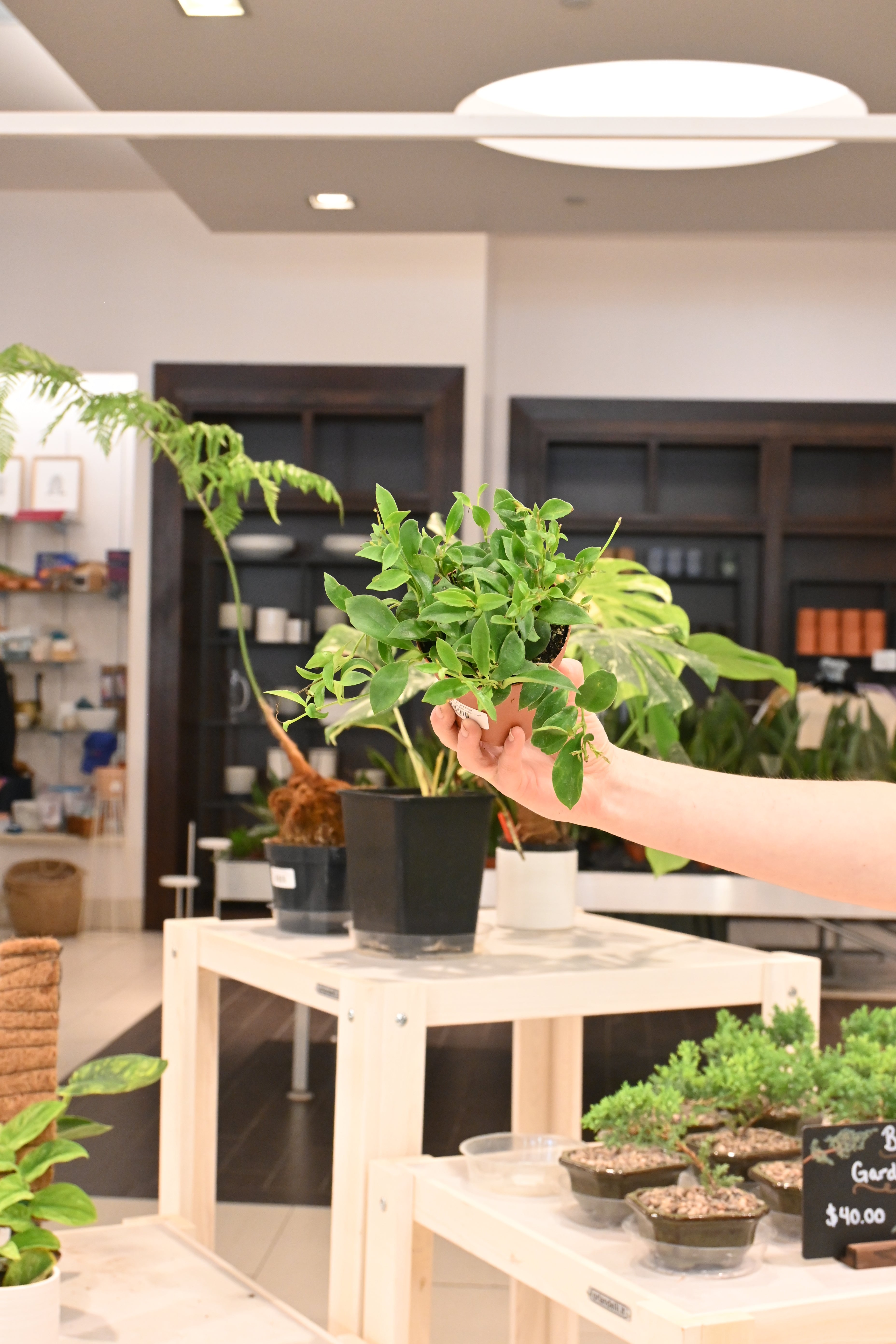 Lipstick Purple Star