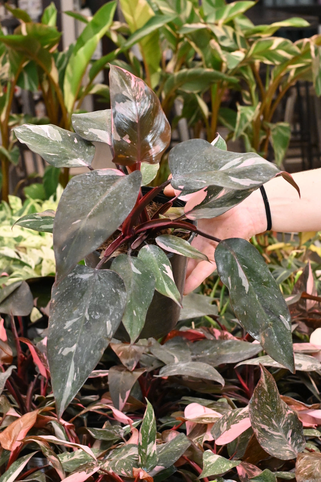 Philodendron Pink Princess