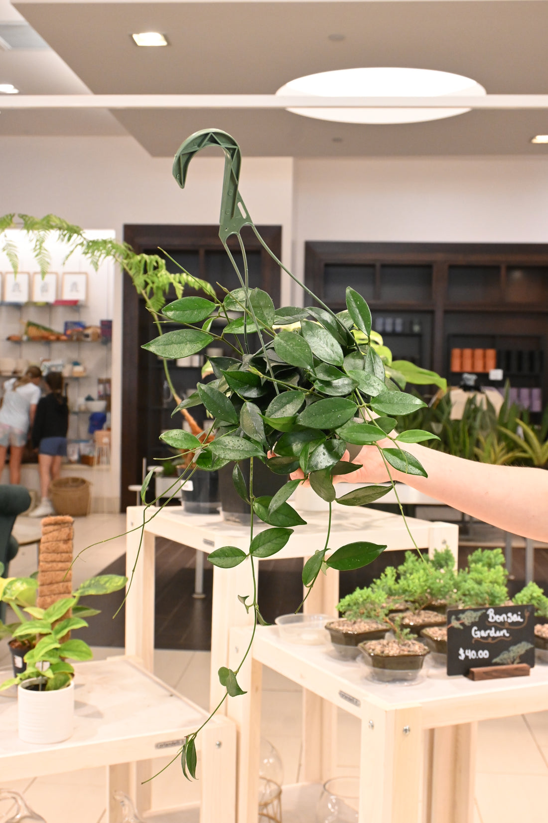 Hoya Fungii x Pubicalyx