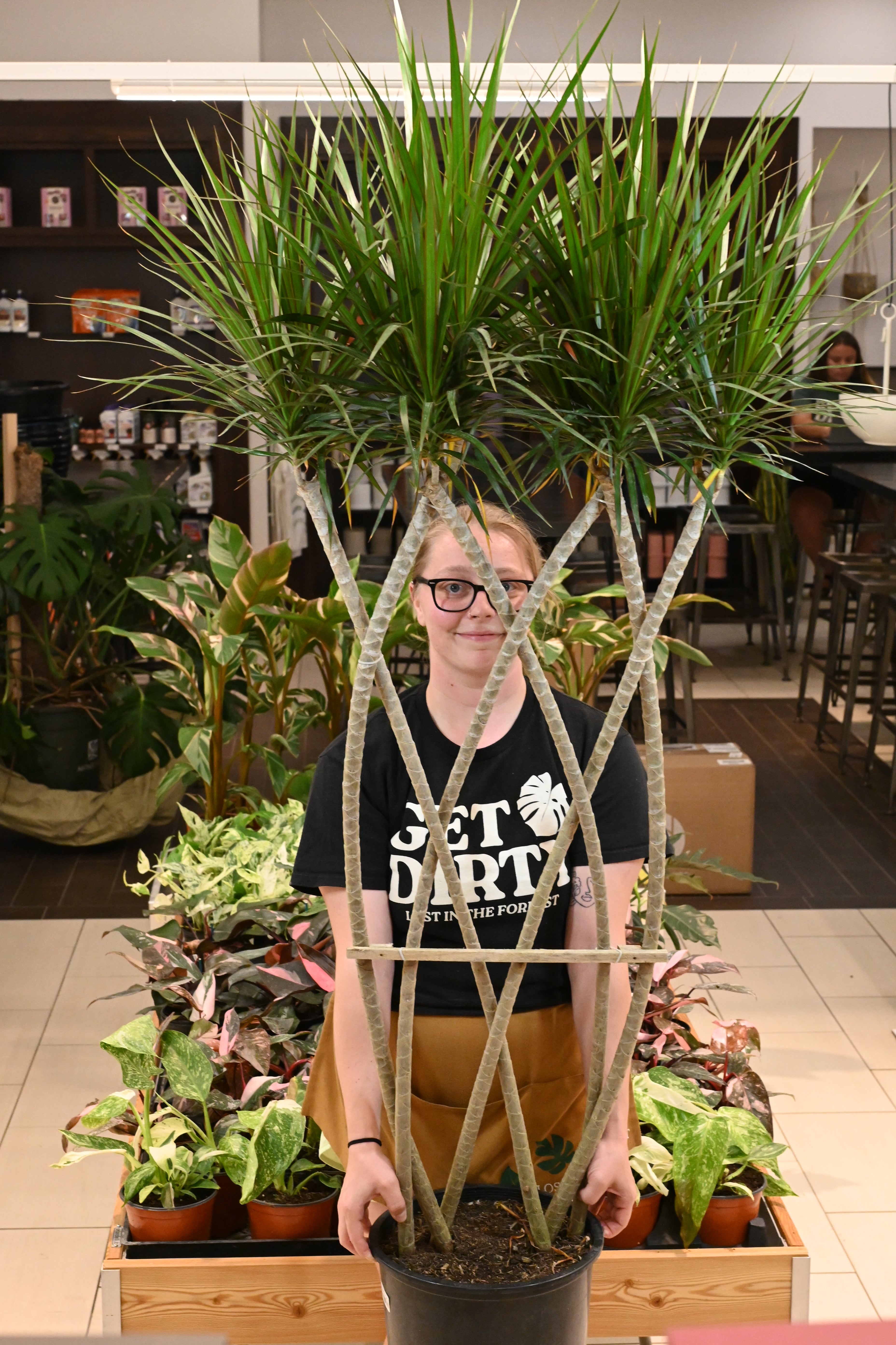 Dracaena Marginata Flat Weave Braid