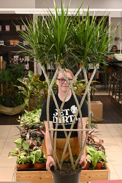 Dracaena Marginata Flat Weave Braid