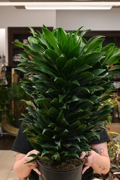 Dracaena Janet Craig Compact