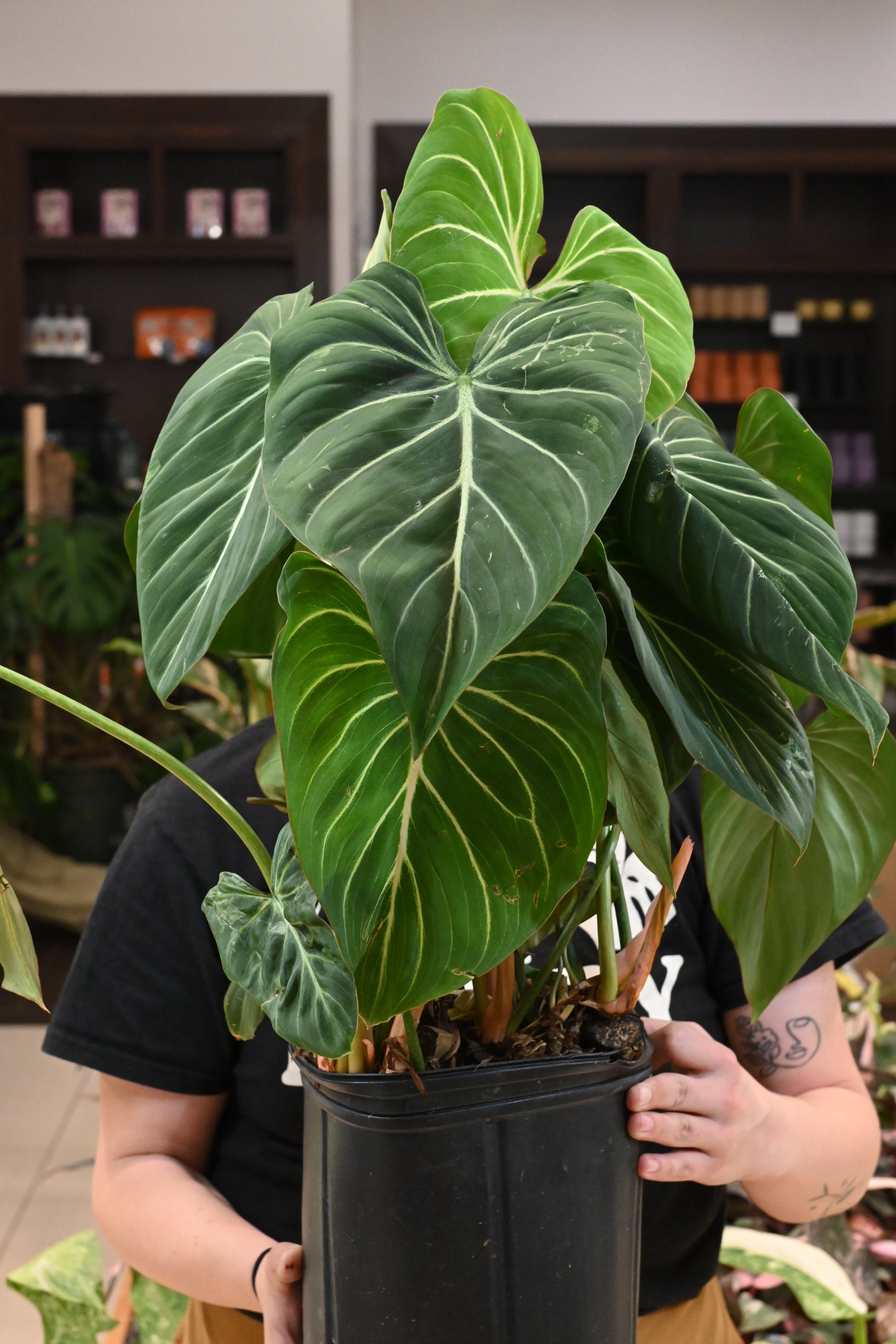 Philodendron Gloriosum