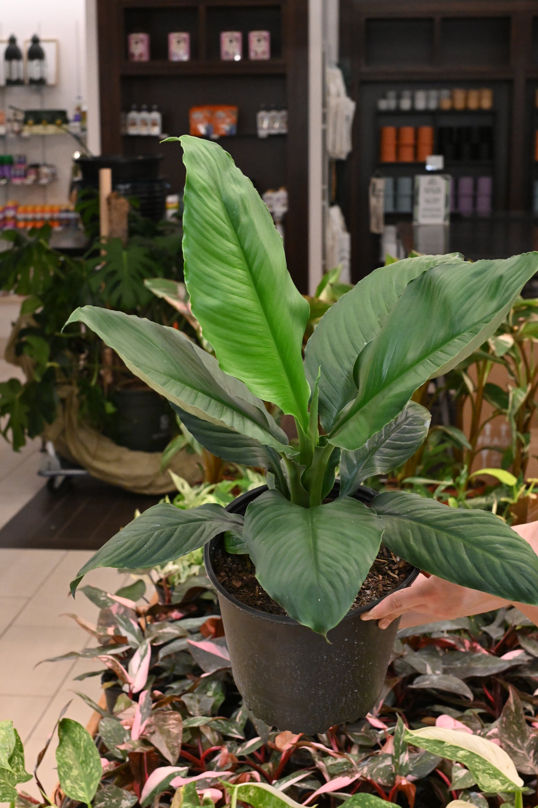 Spathiphyllum Sensation
