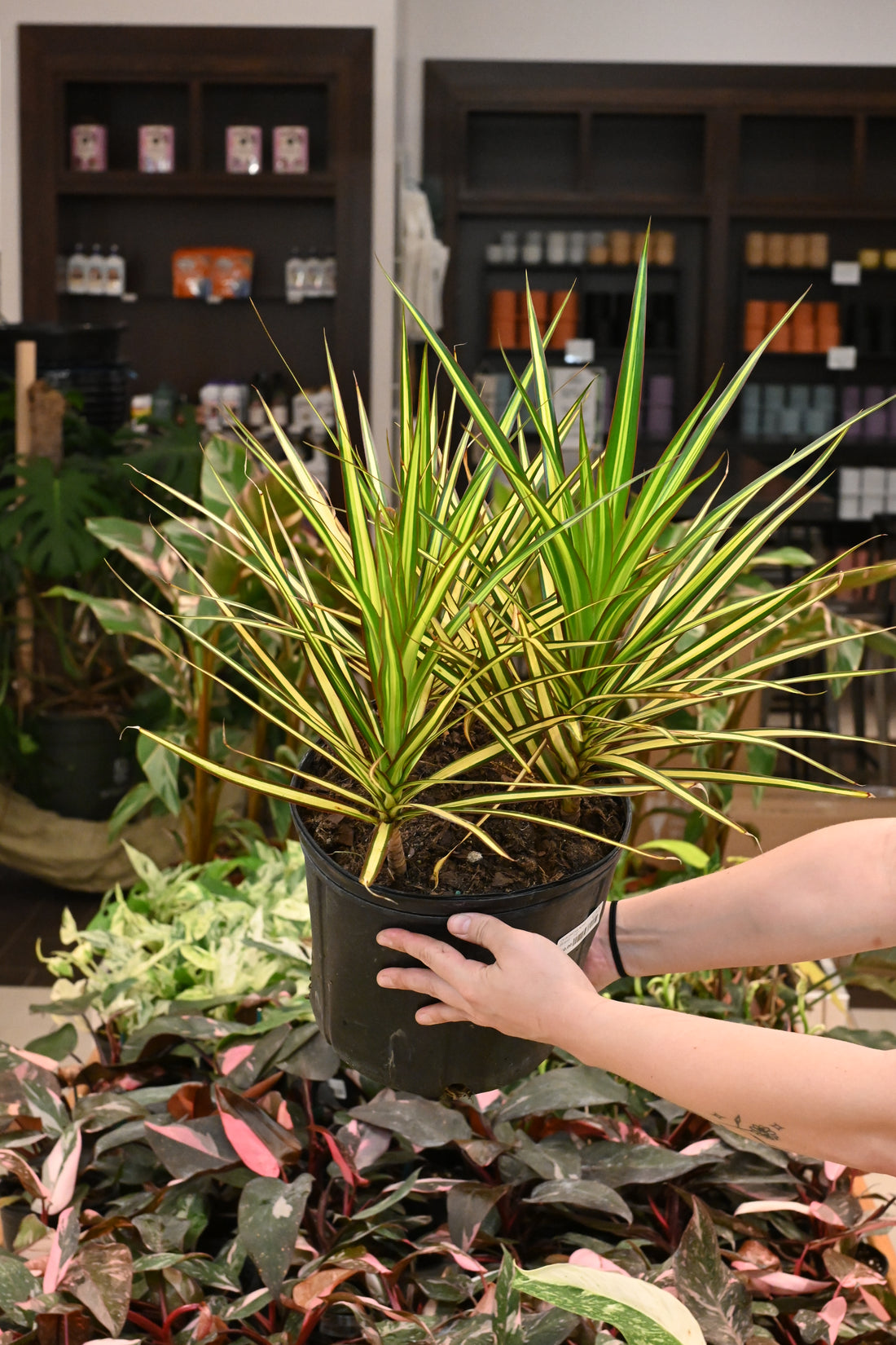 Dracaena Kiwi