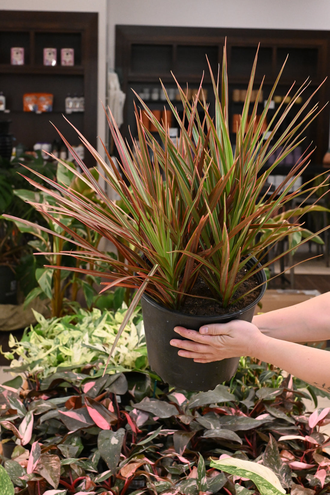 Dracaena Colorama Tip