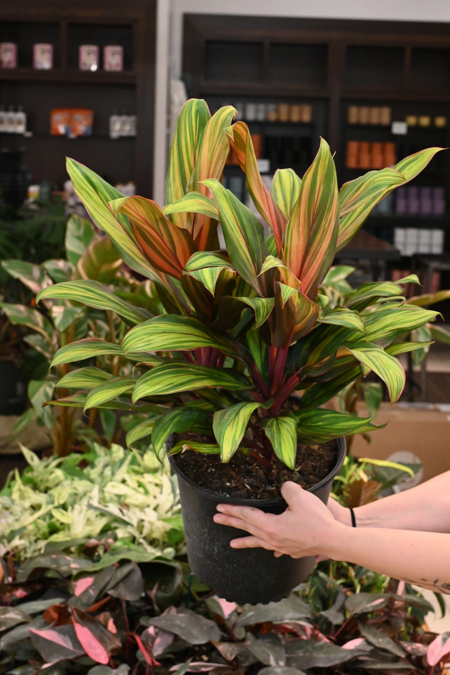 Cordyline Harlequin