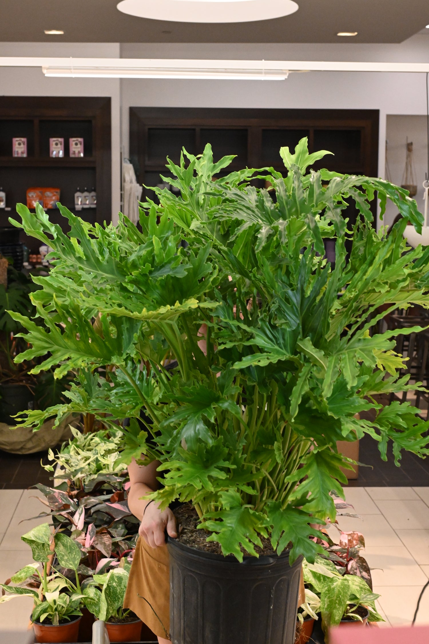 Philodendron Lickety Split
