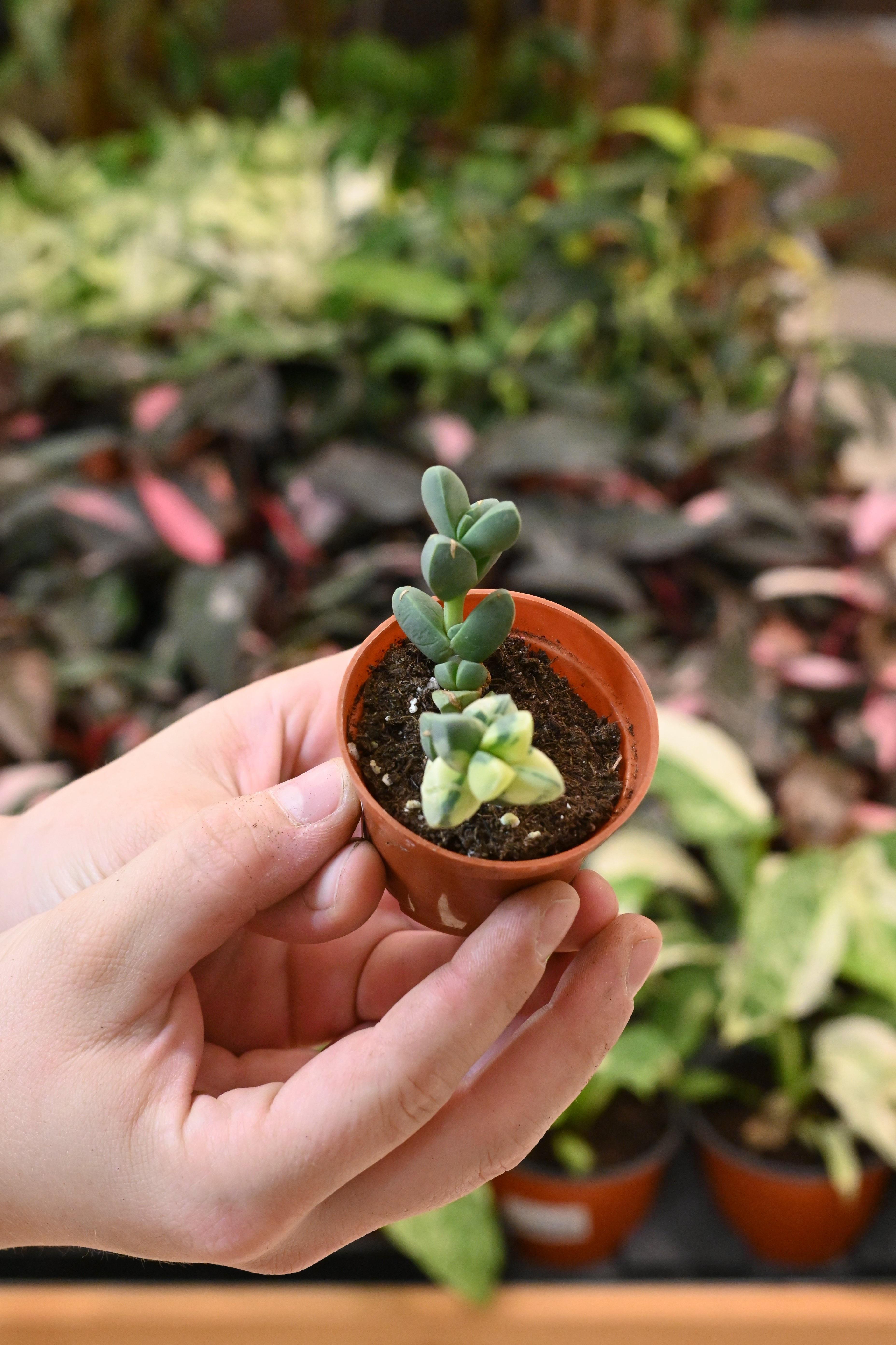 Astridia Velutina Variegated